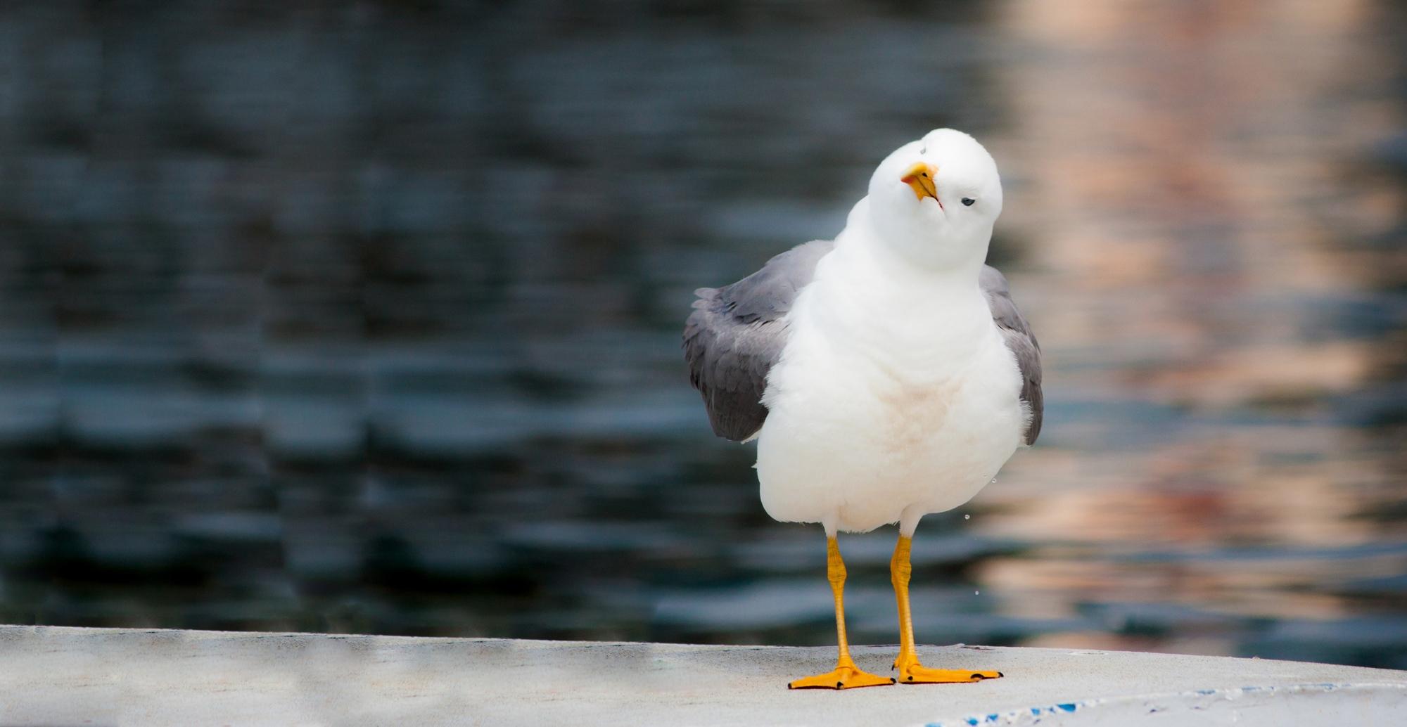 A very confused seagull